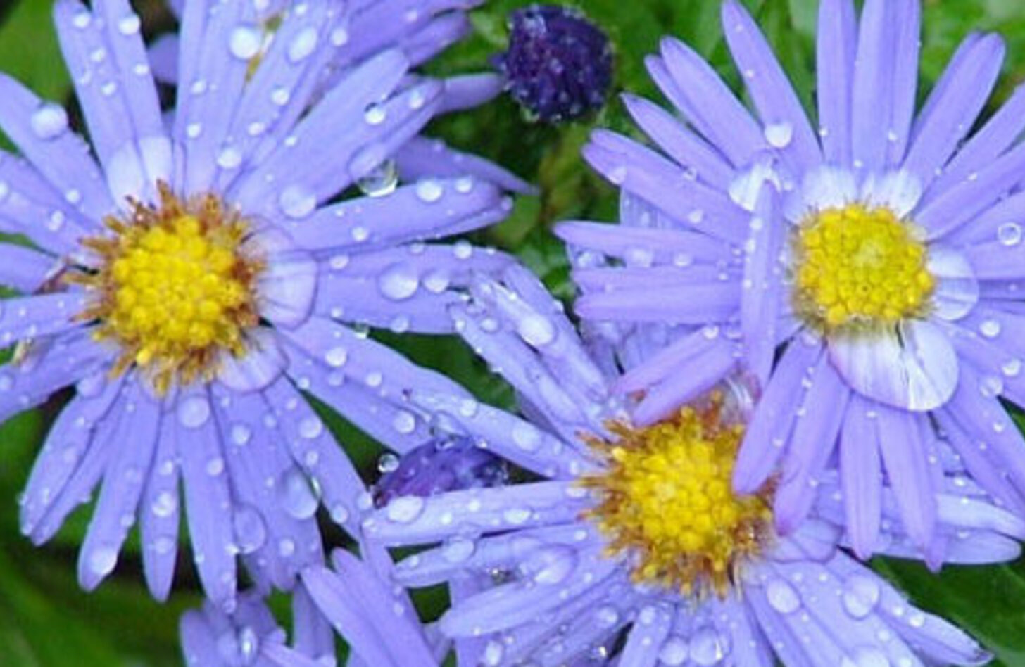 アスター 花言葉