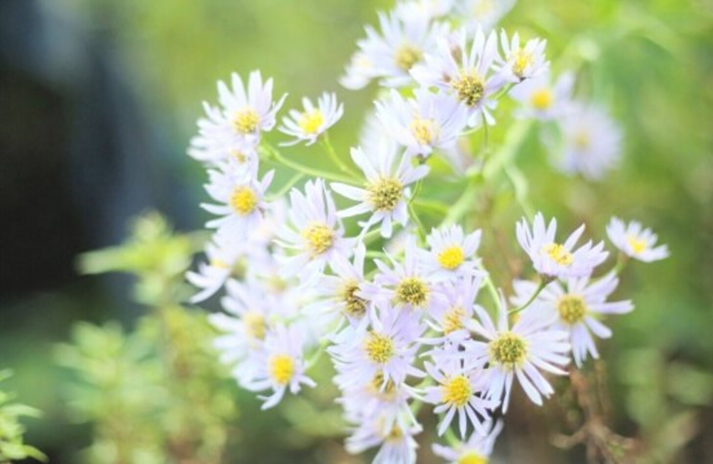 アスター 花言葉