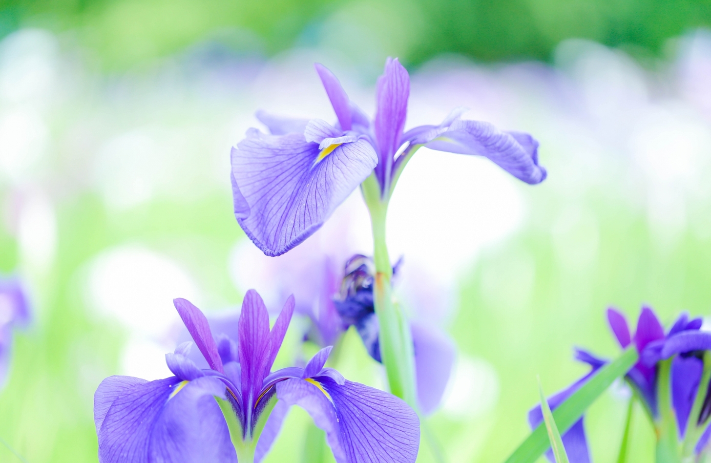 アヤメ 花言葉