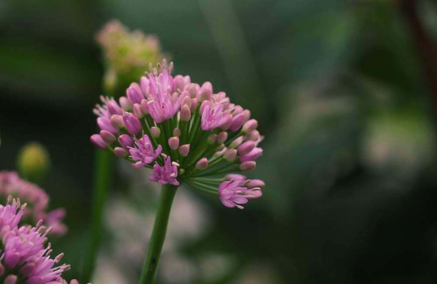 アリウム 花言葉