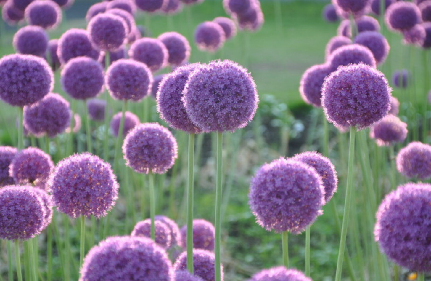 アリウム 花言葉