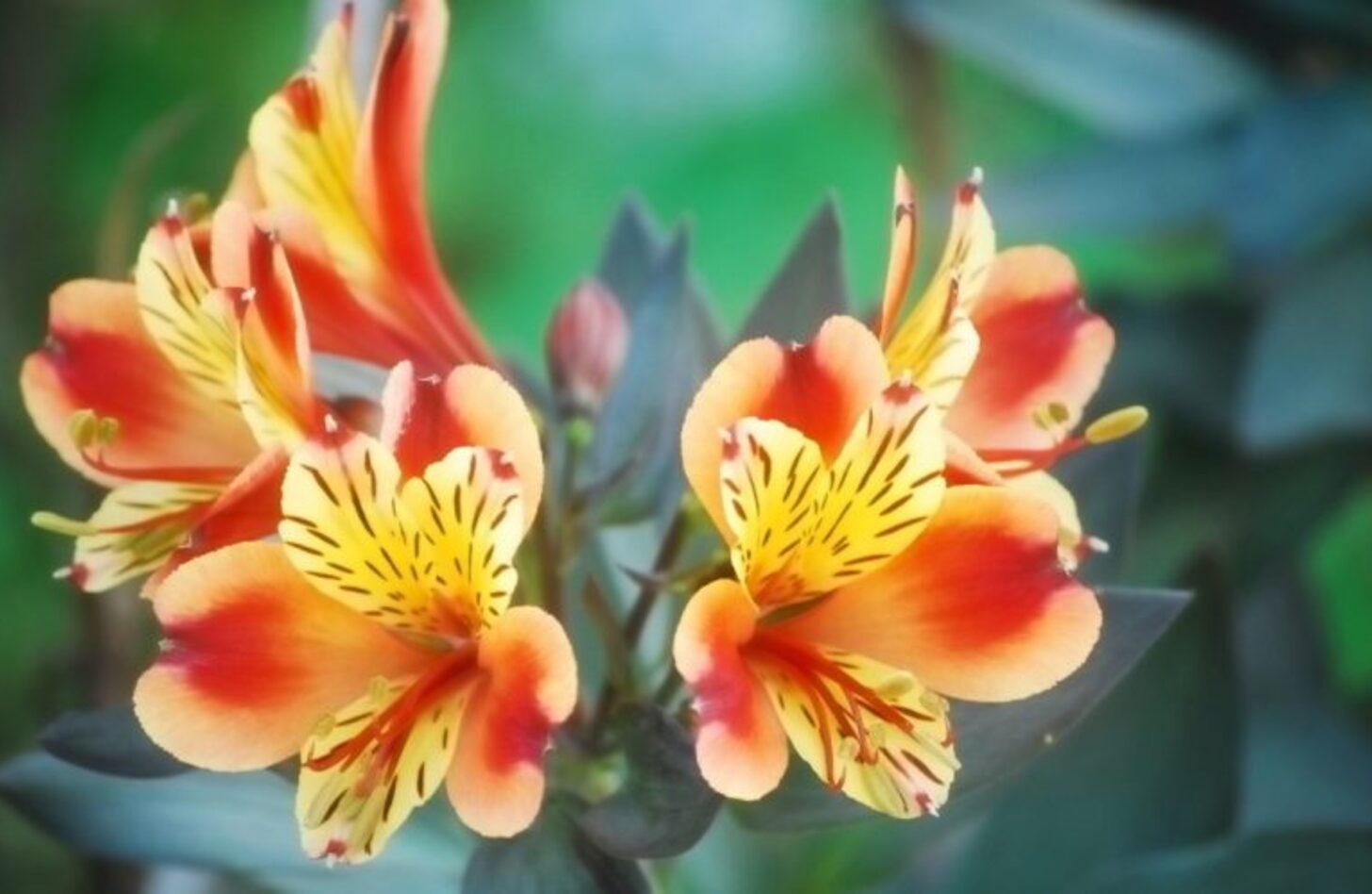 アルストロメリア 花