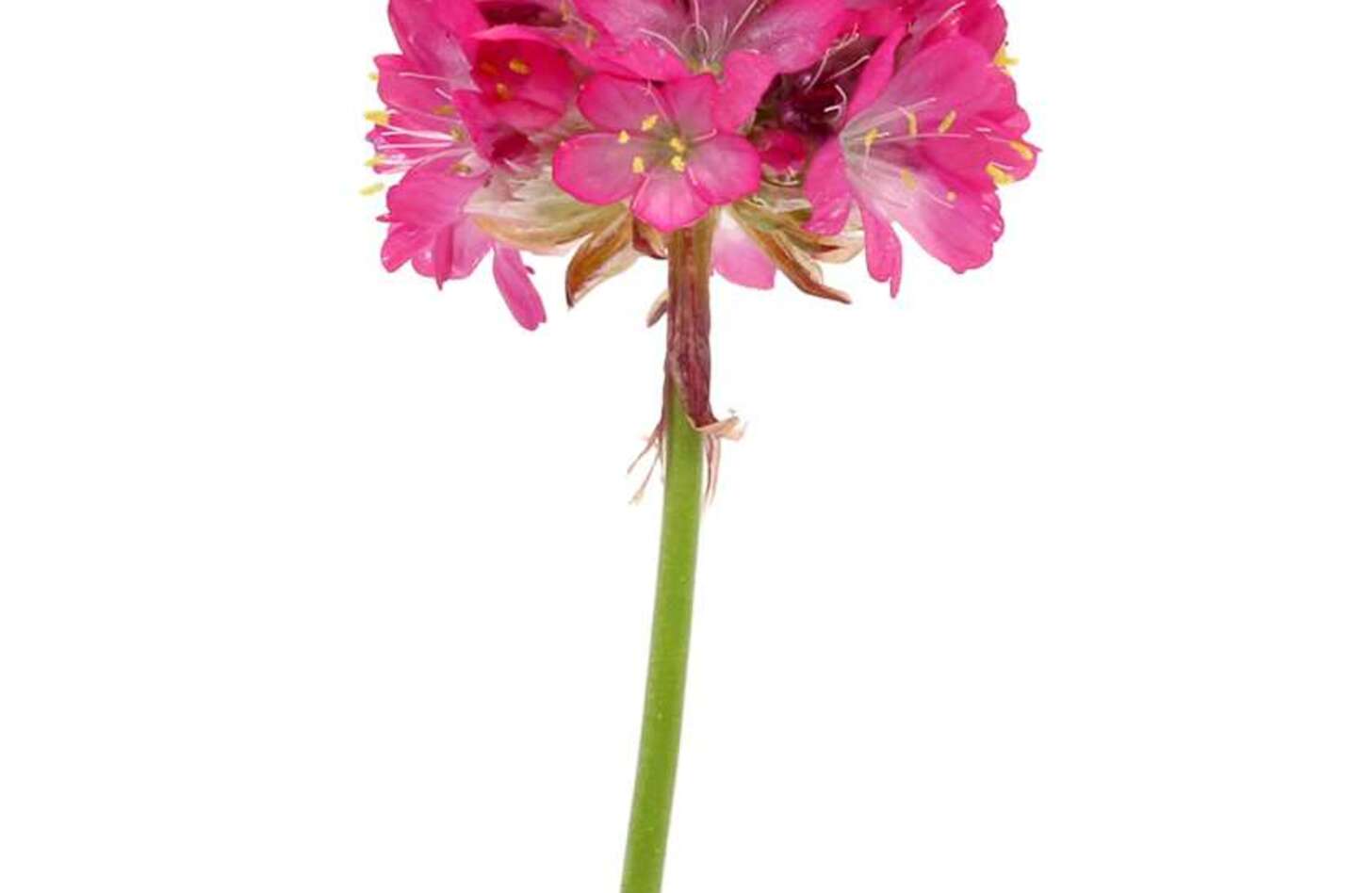 アルメリア 花