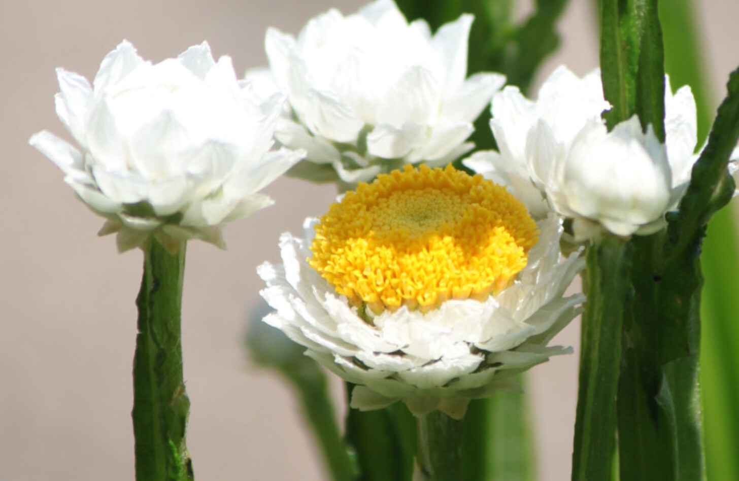 アンモビウム 花