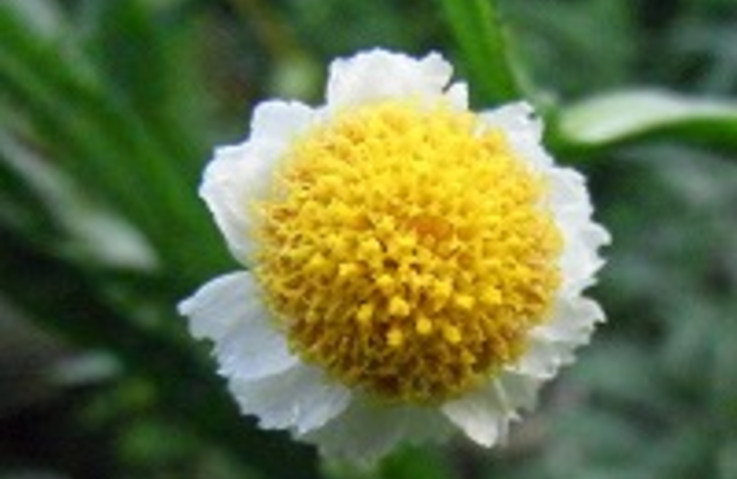 アンモビウム 花