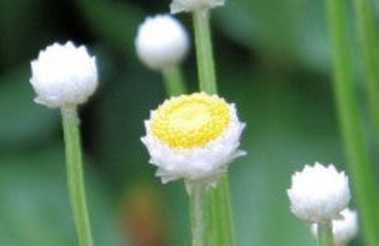 アンモビウム 誕生花