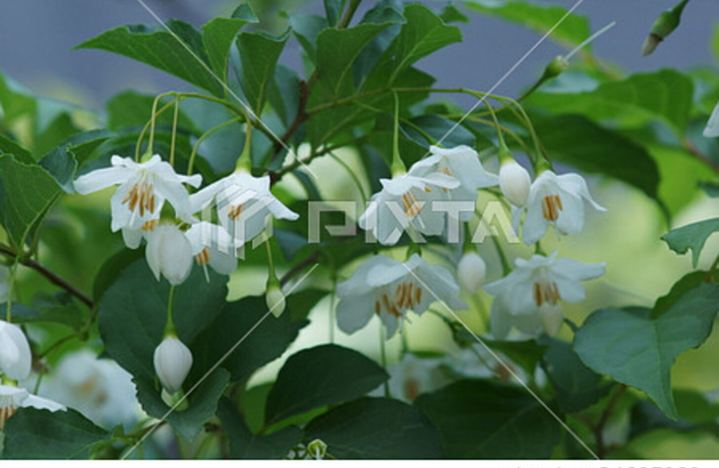 エゴノキ 花言葉