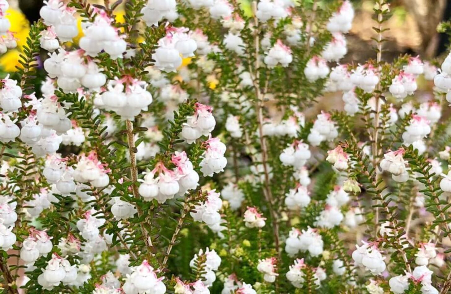 エリカ 花