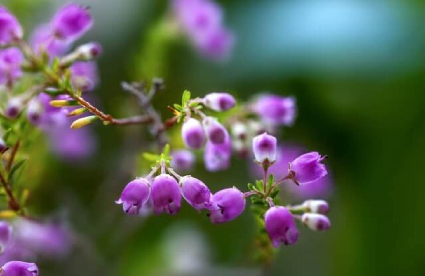 エリカ 花