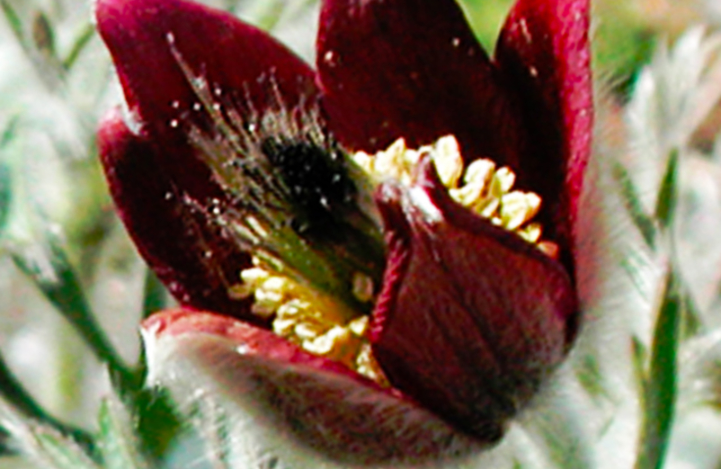 オキナグサ 花