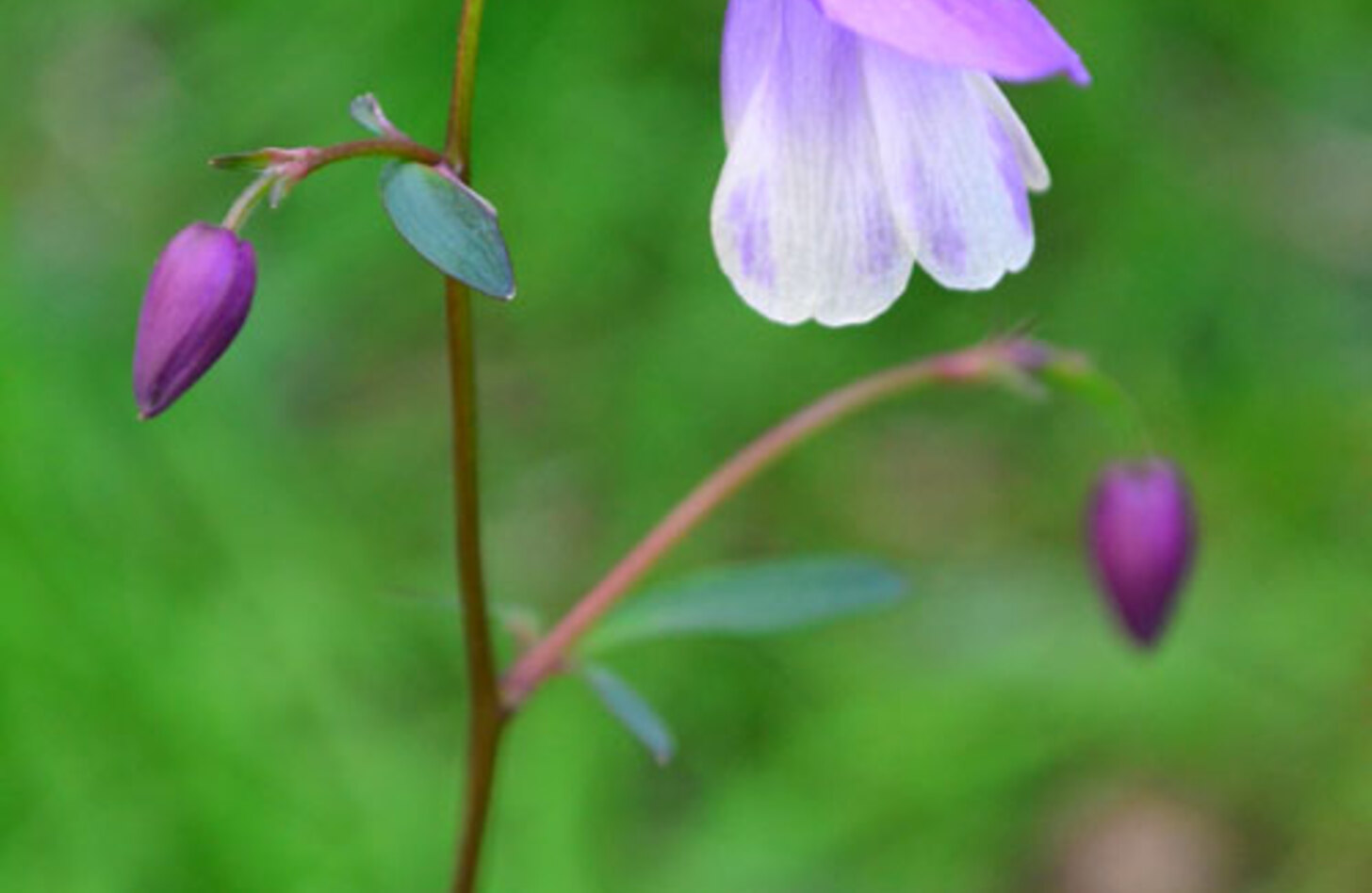 オダマキ 花