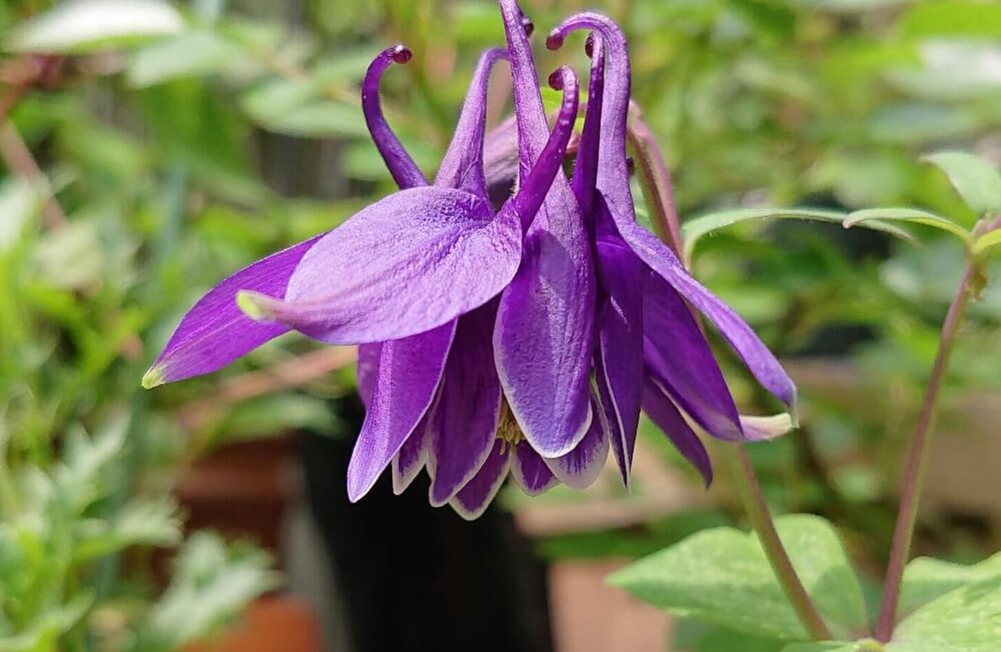 オダマキ 花