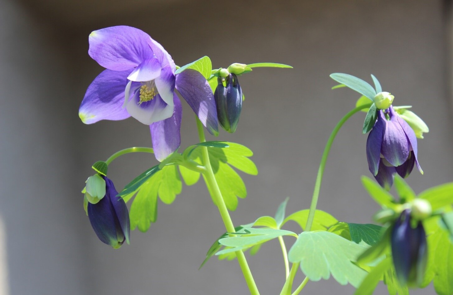 オダマキ 花