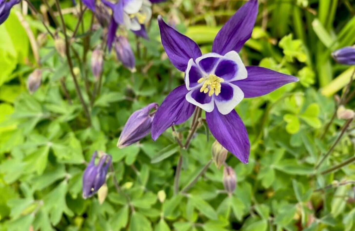 オダマキ 花