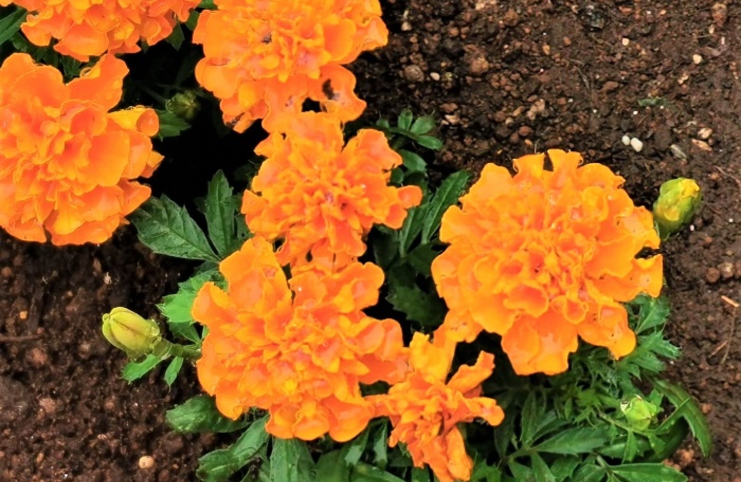 オレンジ 花