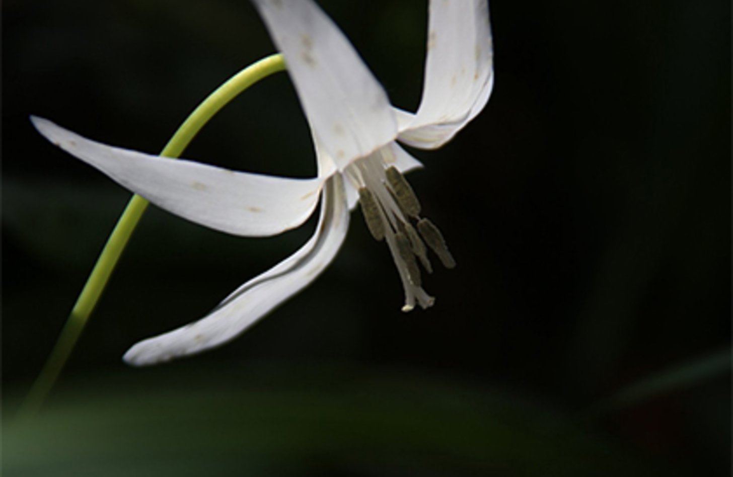 カタクリ 花