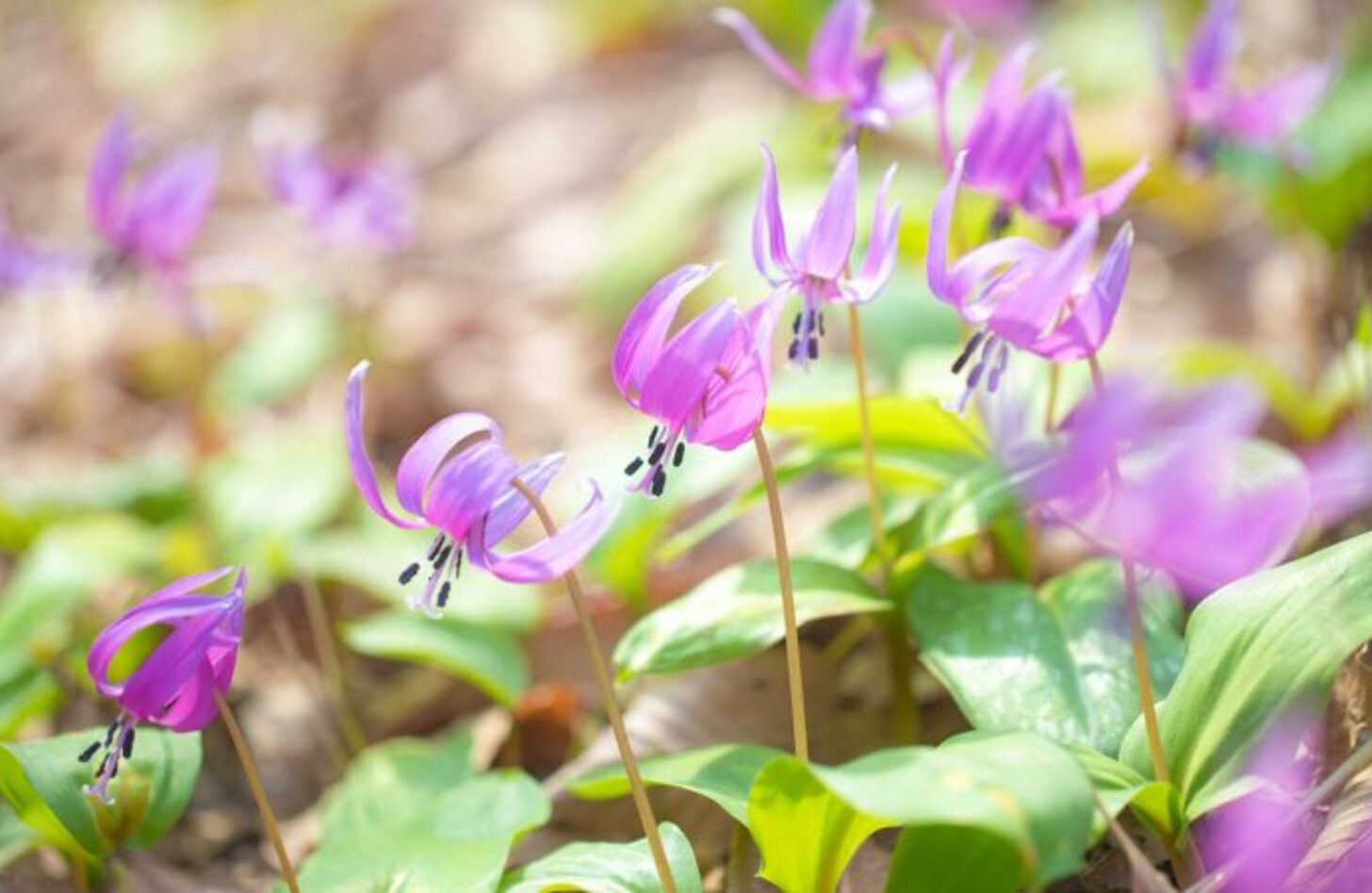 カタクリ 花言葉