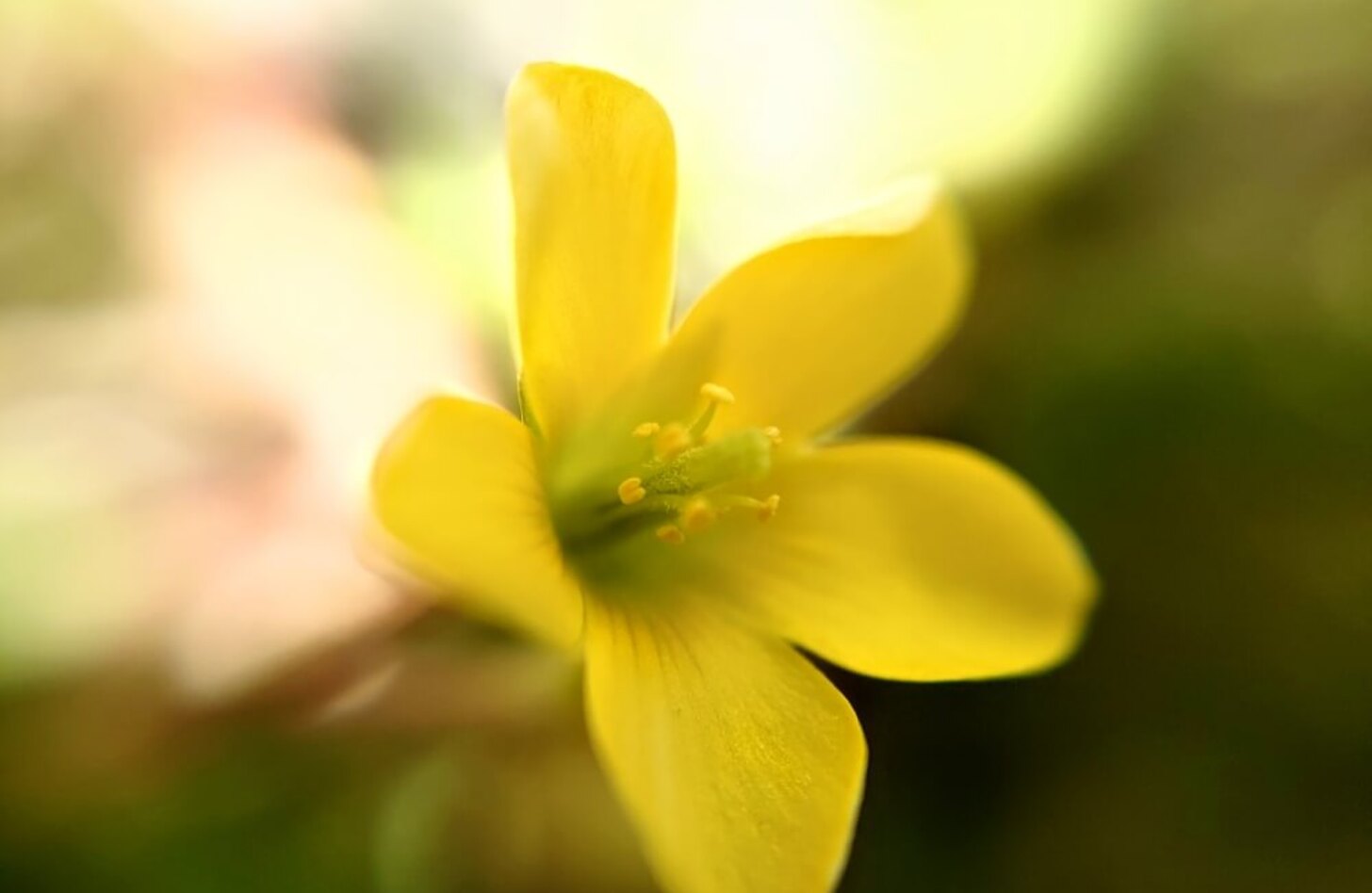 カタバミ 花