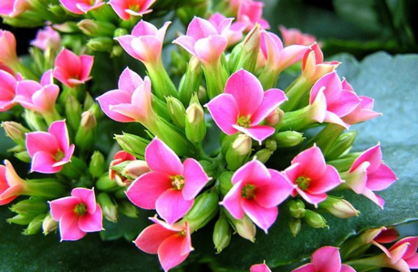 カランコエ 花