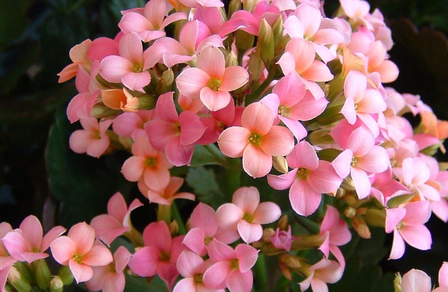 カランコエ 誕生花