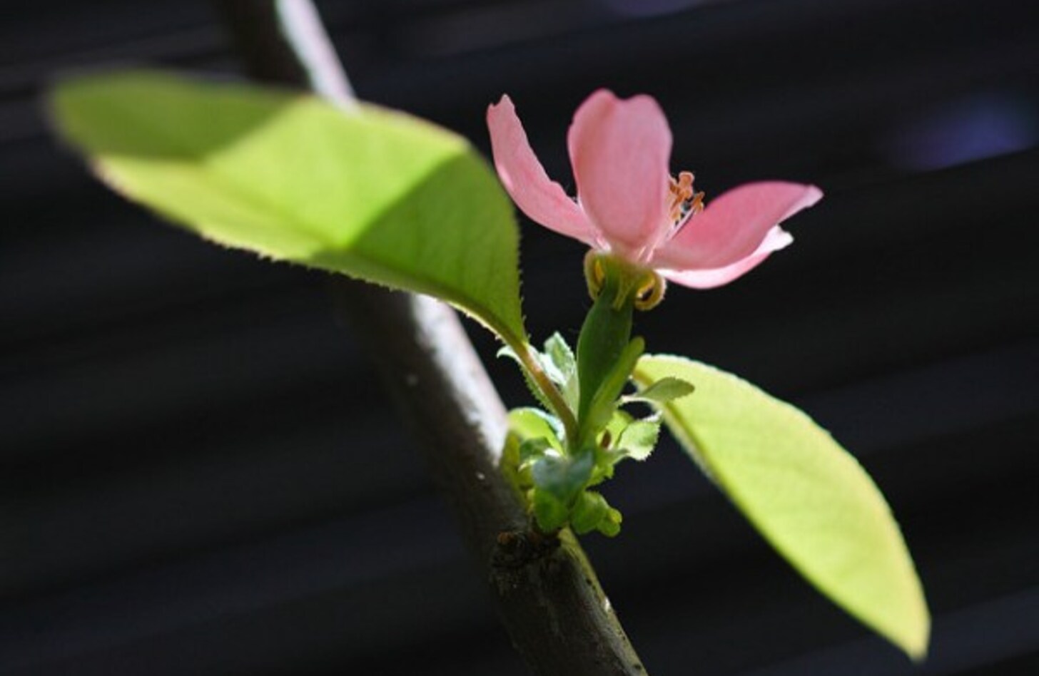 カリン 花