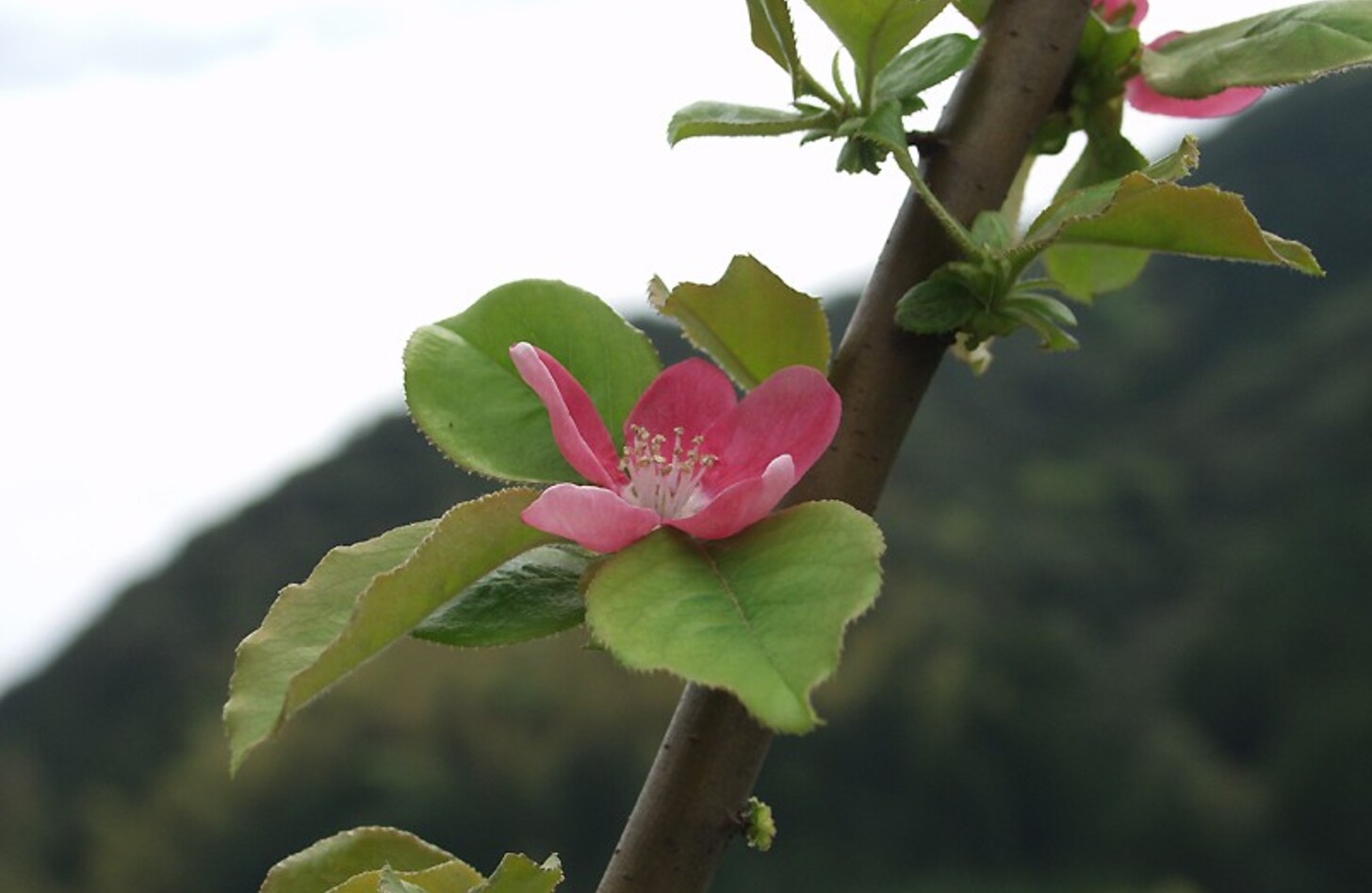 カリン 花