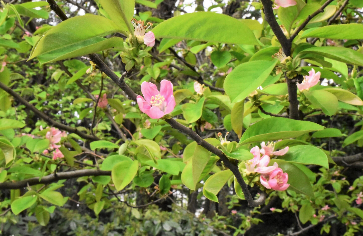 カリン 花