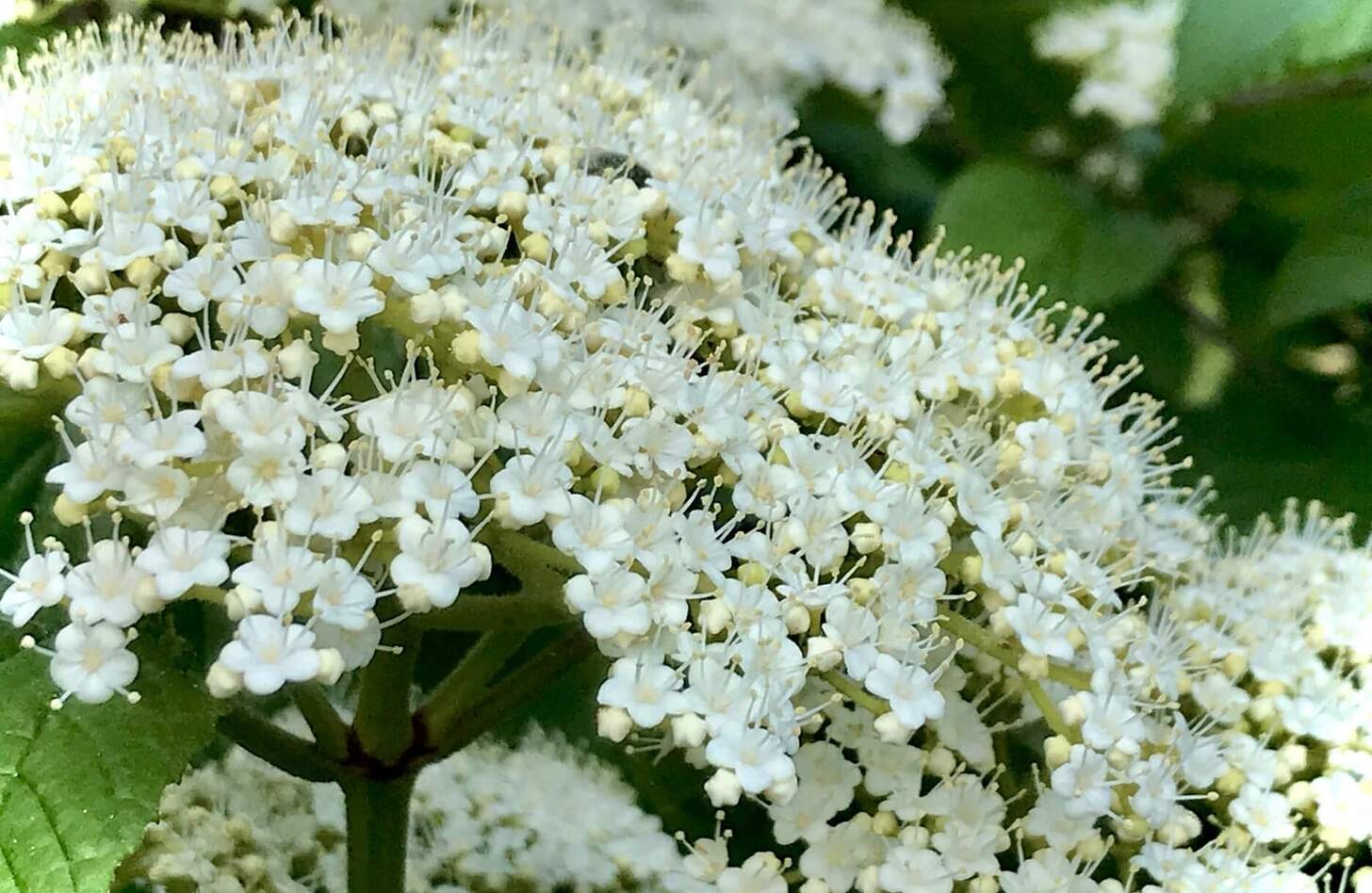 ガマズミ 花