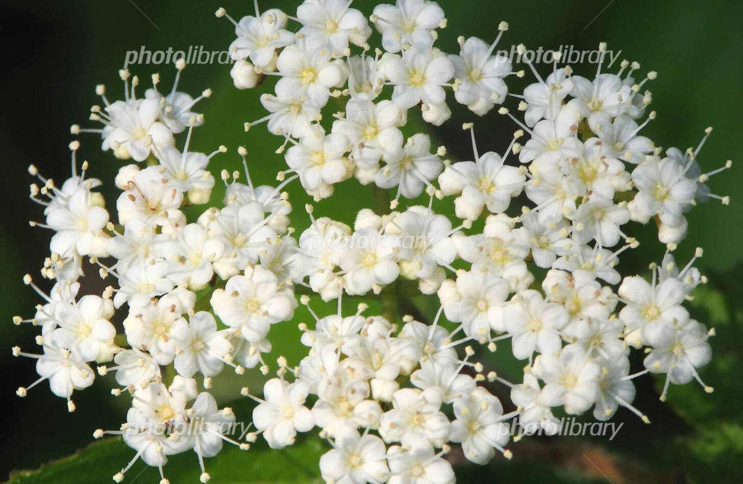 ガマズミ 花