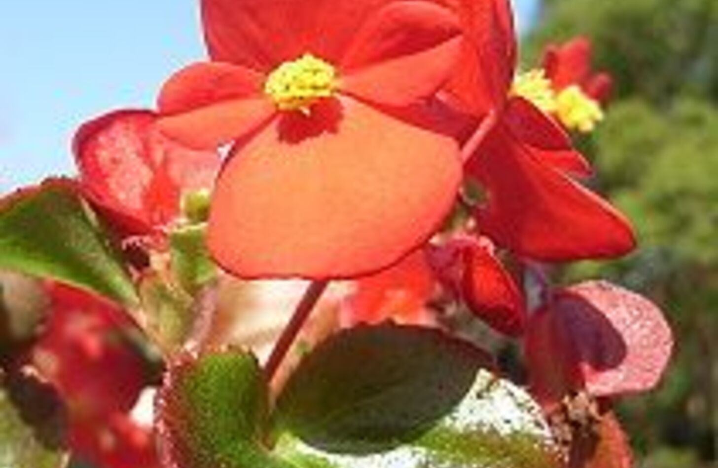 キダチベゴニア 誕生花
