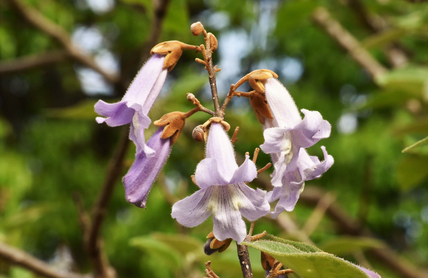 キリ 花