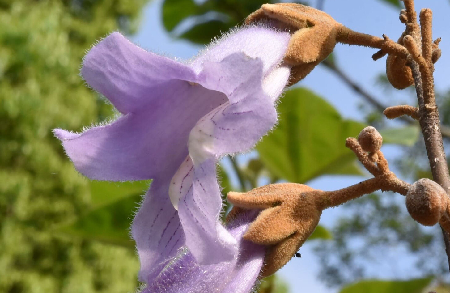 キリ 花