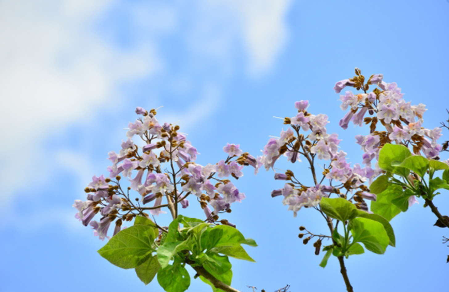 キリ 花言葉