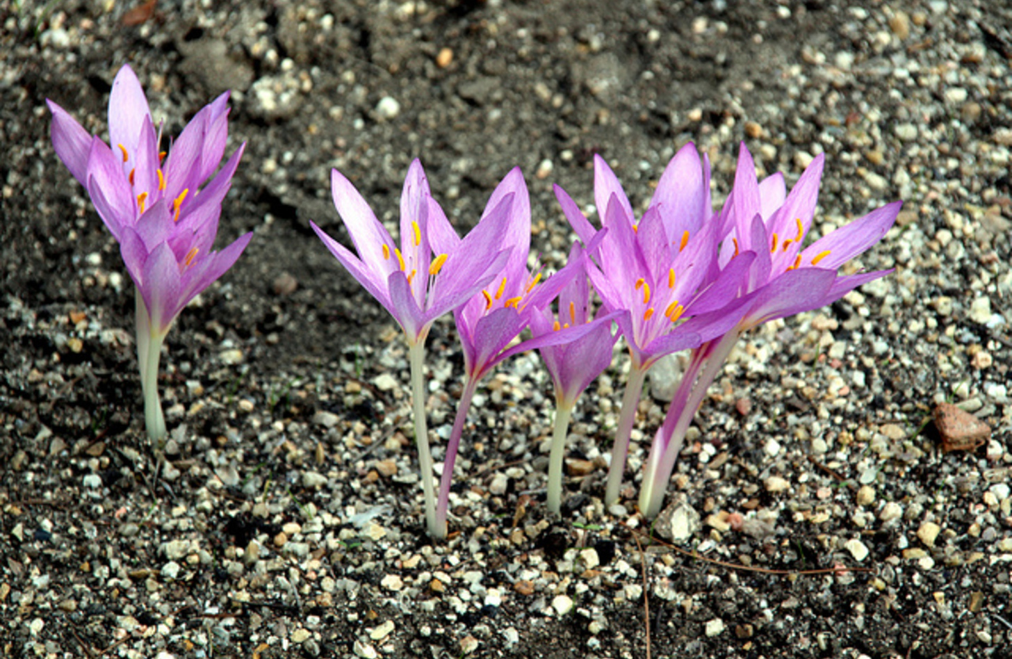 コルチカム 花