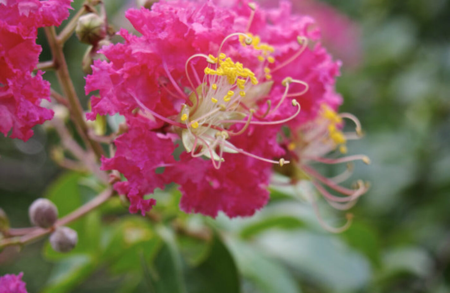 サルスベリ 花