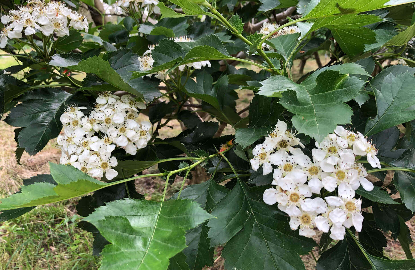 サンザシ 花言葉