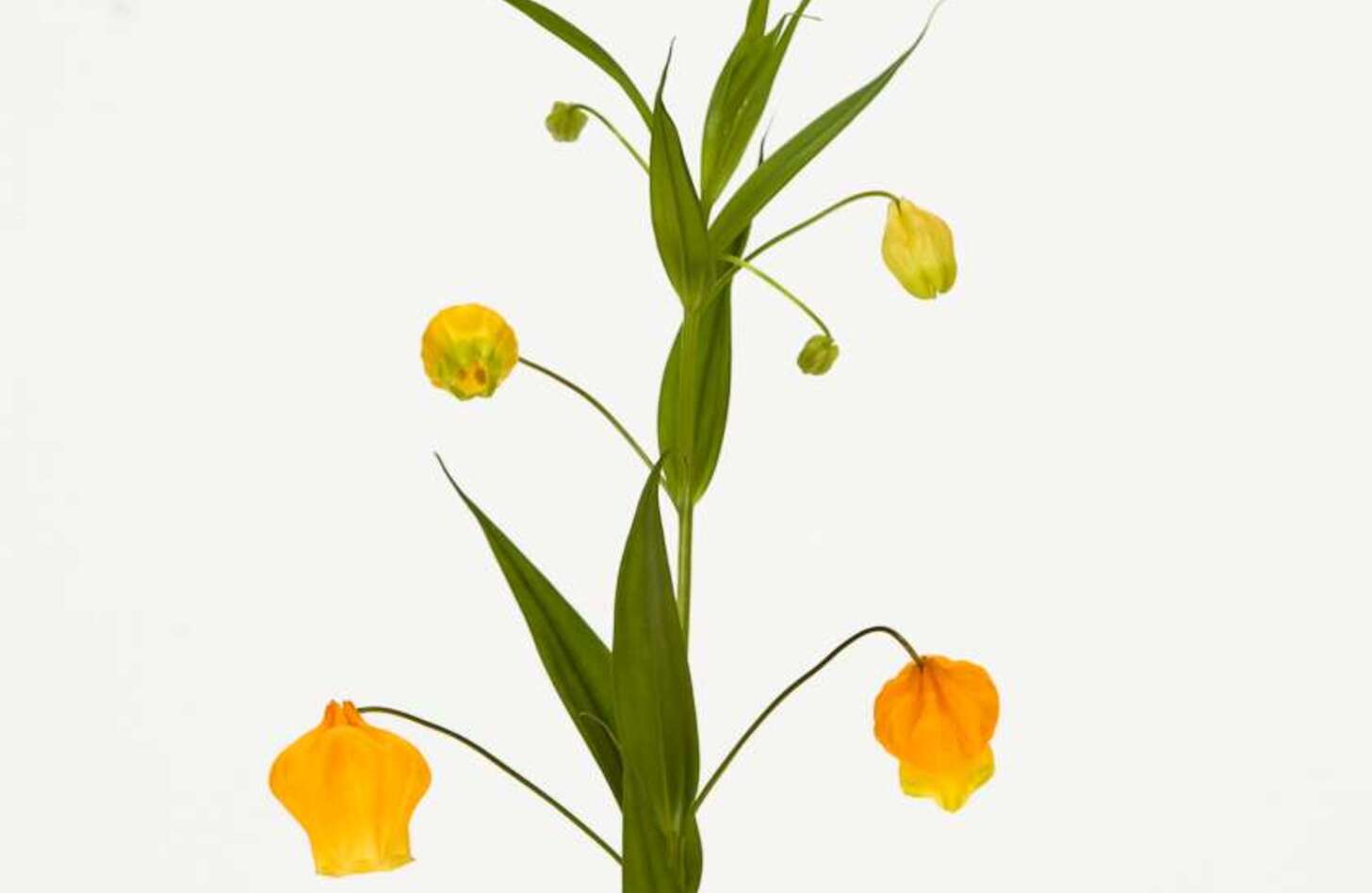 サンダーソニア 花