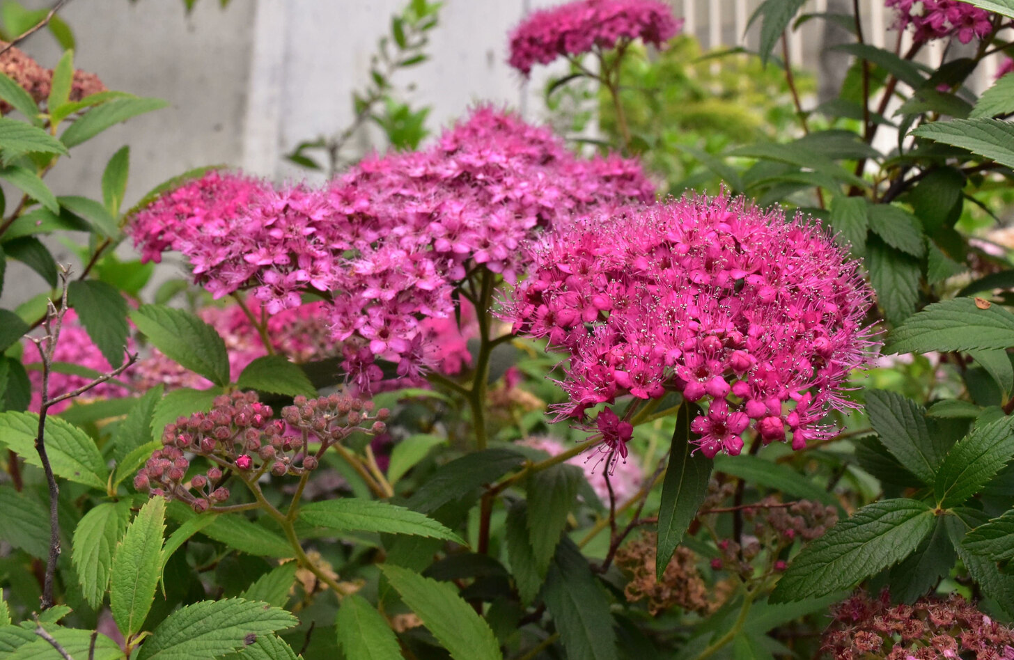 シモツケ 花