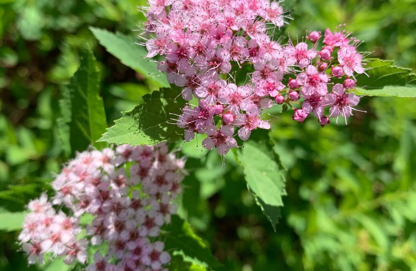 シモツケ 花