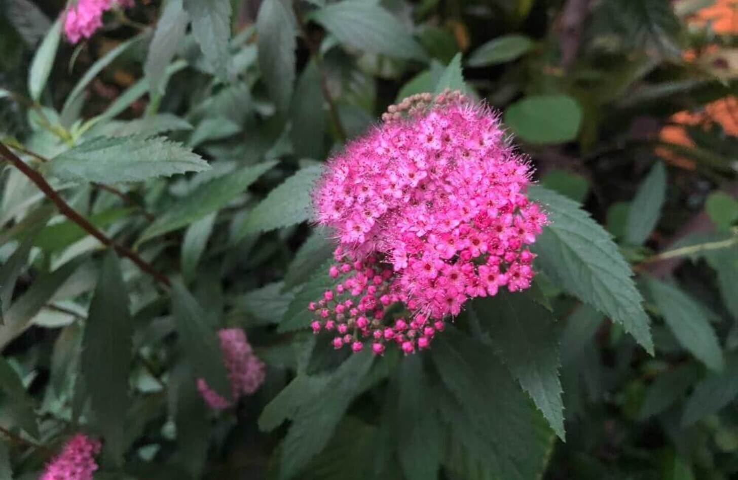 シモツケ 花