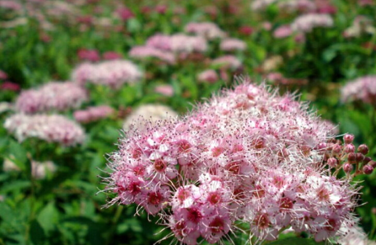 シモツケ 花