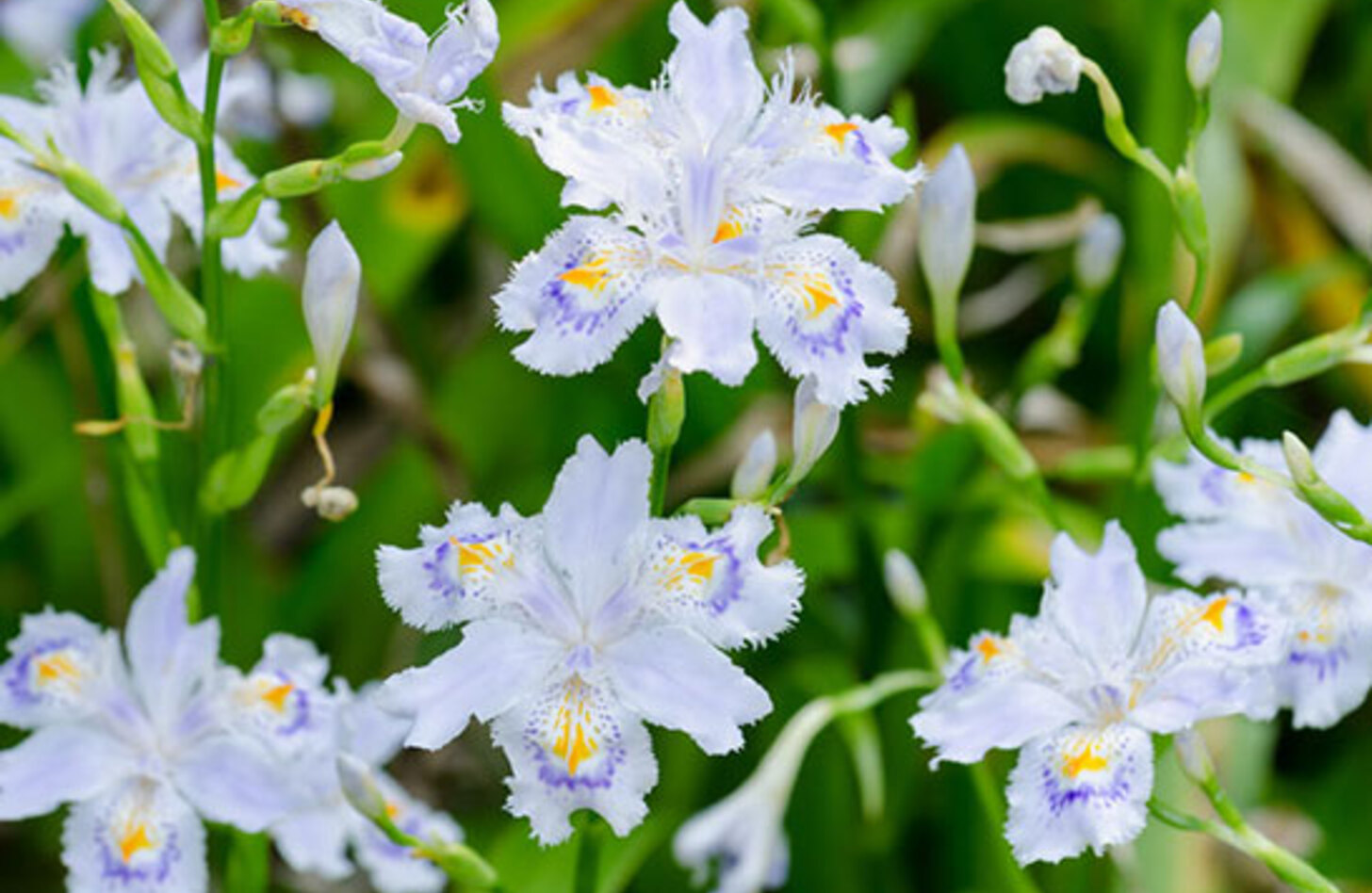 シャガ 花