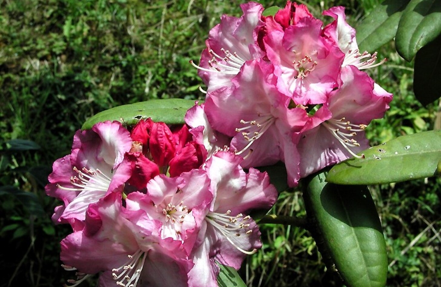 シャクナゲ 花