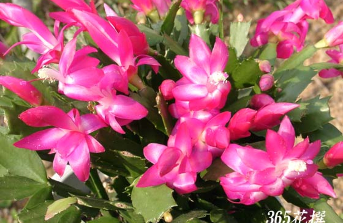 シャコバサボテン 花