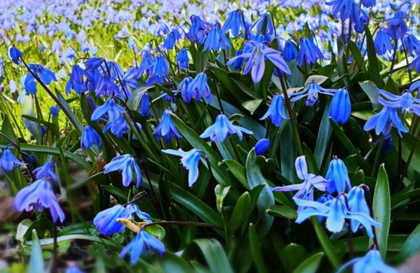 シラー 花