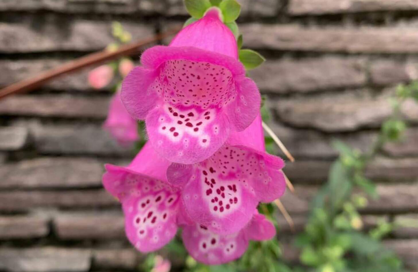 ジギタリス 花