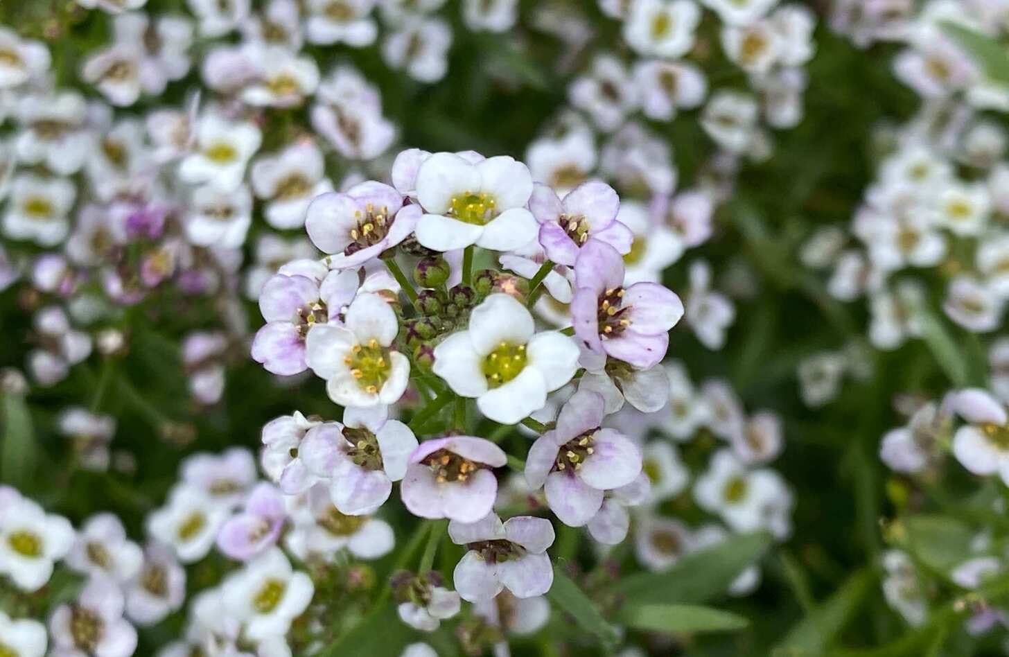 スイートアリッサム 花言葉