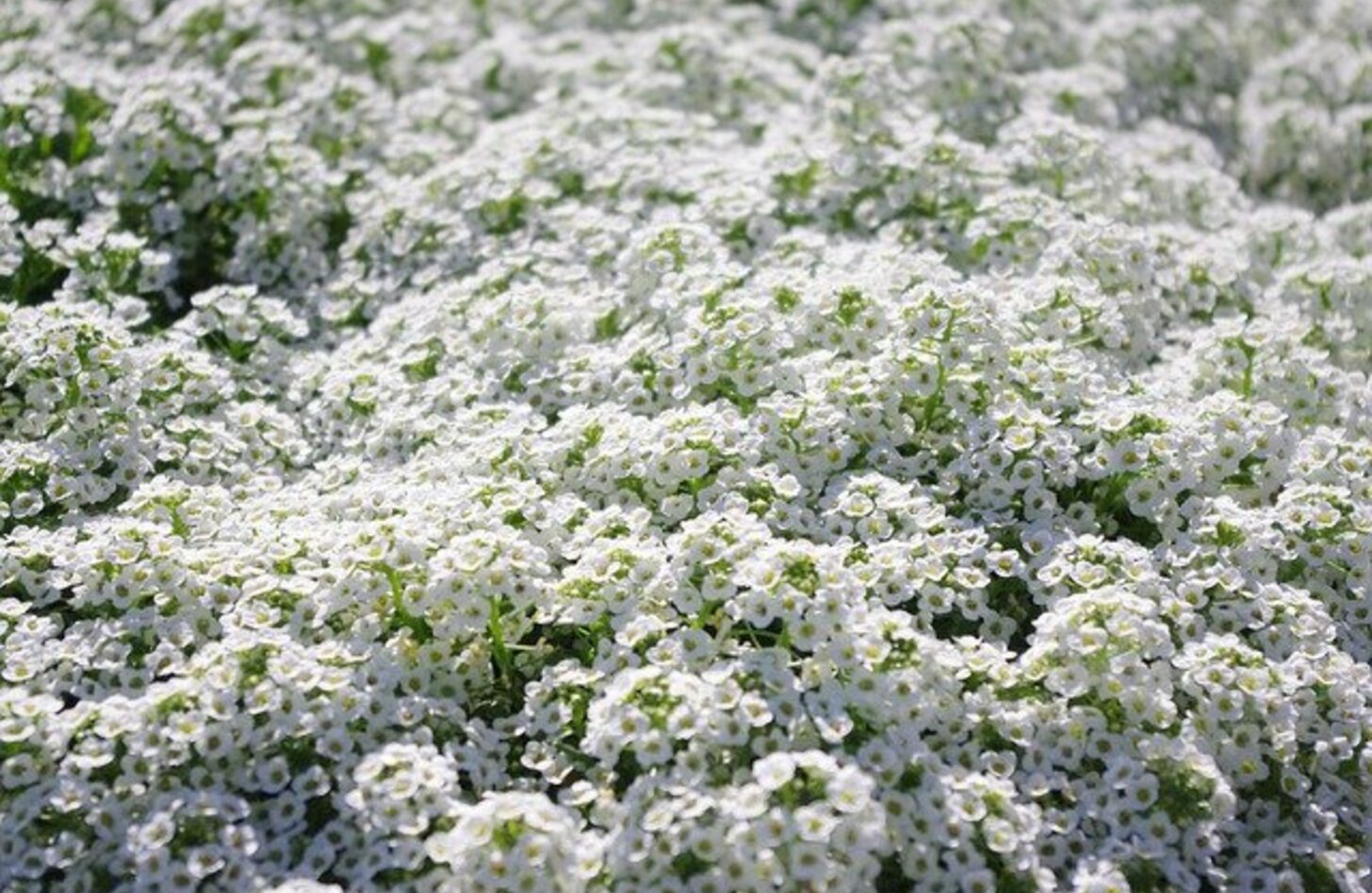 スイートアリッサム 花言葉