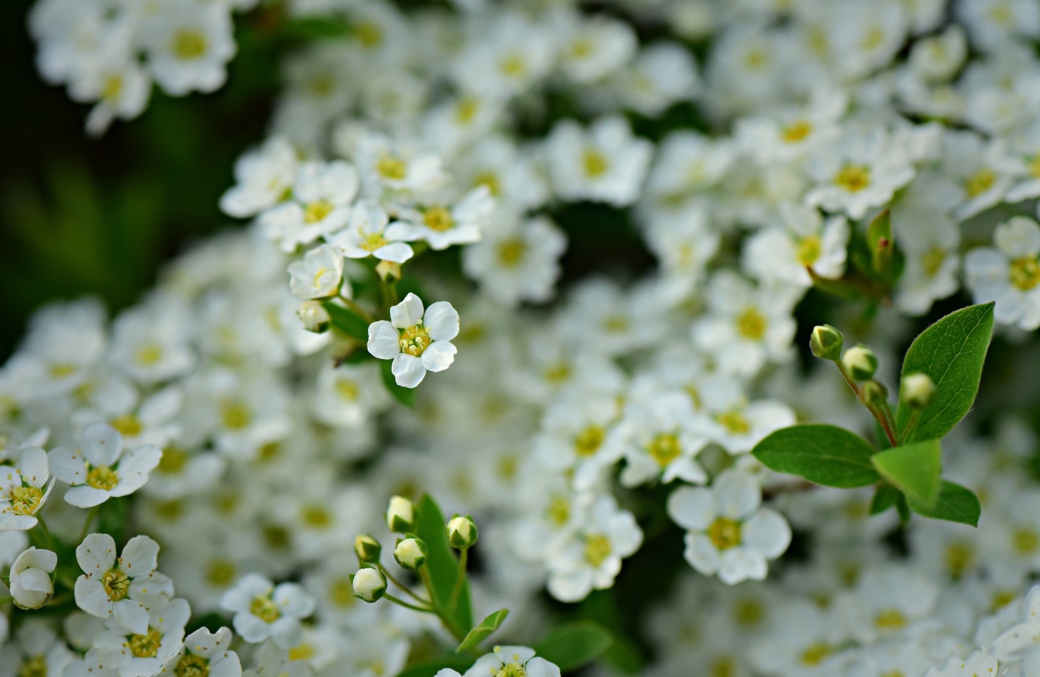 スイートアリッサム 花言葉