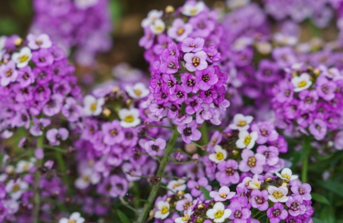 スイートアリッサム 花言葉